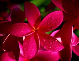 Wonderful red flower - macro water drops on the petals