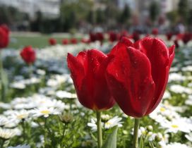 Wonderful red tulips in the garden - Spring flowers