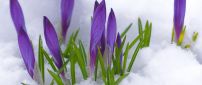 Purple Crocuses - Spring flowers under the snow