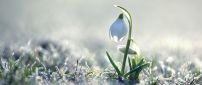 Frozen grass in a cold spring morning - Little snowdrops