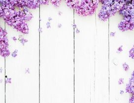 Lilac purple flowers - Photo frame spring season