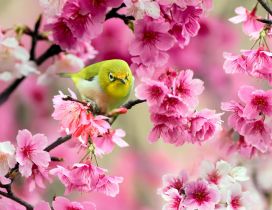 Green little bird sing in a tree - Spring blossom flowers