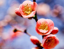 Macro spring flower - Pink color HD wallpaper