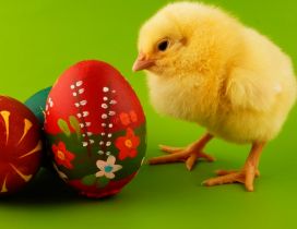 Sweet little fluffy chicken - Painted Easter eggs