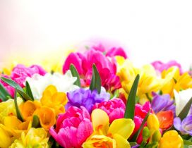Magic colors in a wonderful bouquet of spring flowers
