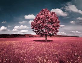 Red nature - Big single tree in a wonderful field