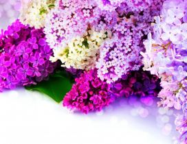 The most fragrant spring flowers - Coloruful Lilac