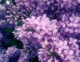 The most perfumed Spring flowers - Purple and pink Lilac