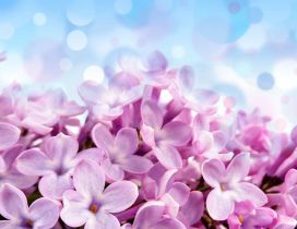 Wonderful macro pink Lilac flowers - Perfume Spring air