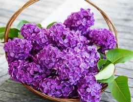 Purple Lilac flowers in a basket - Spring time season