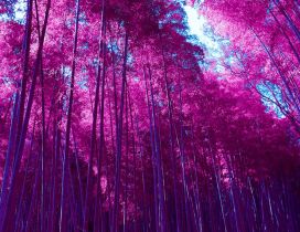 Wonderful pink forest - Nature is beautiful all year