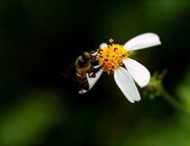Macro Spring wallpaper - Bee on a flower collecting pollen