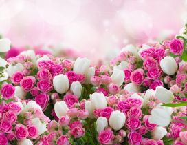 Wonderful photo frame - Pink roses and white tulips