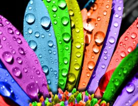 3D big water drops on a colorful flower - HD wallpaper