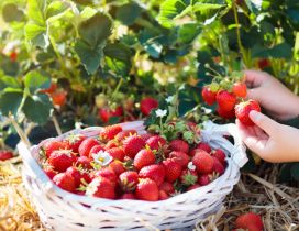 Sweet strawberries on a basket - Delicious summer fruits