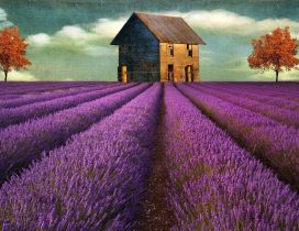 Beautiful painting of Lavender field and house in the back