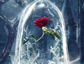 Wonderful red rose in a crystal globe - HD wallpaper