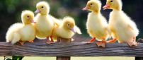 Five little ducks on the feather - HD wallpaper