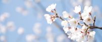 Wonderful white blossom tree flowers - Spring season