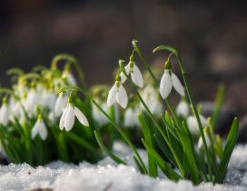 Wonderful snowdrops in the snow - HD spring season time