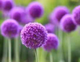 Wonderful lolly pops flowers purple color