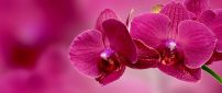 Macro orchid flowers - Pink color