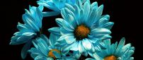 Light blue daisy HD wallpaper dark background