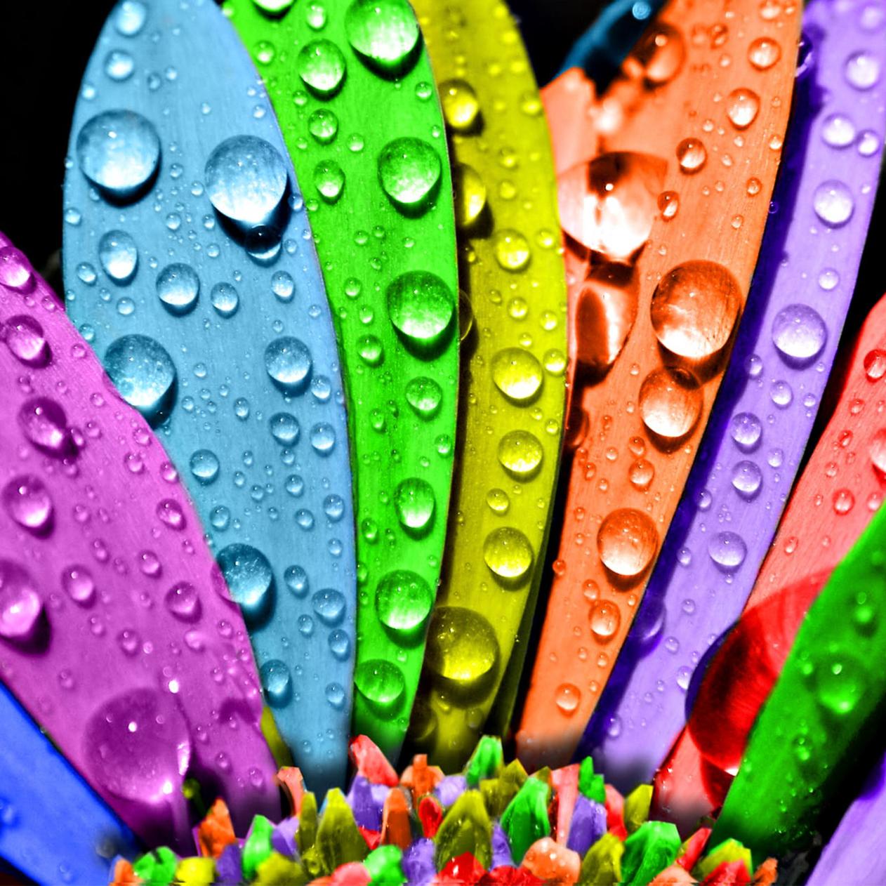 3D big water drops on a colorful flower - HD wallpaper