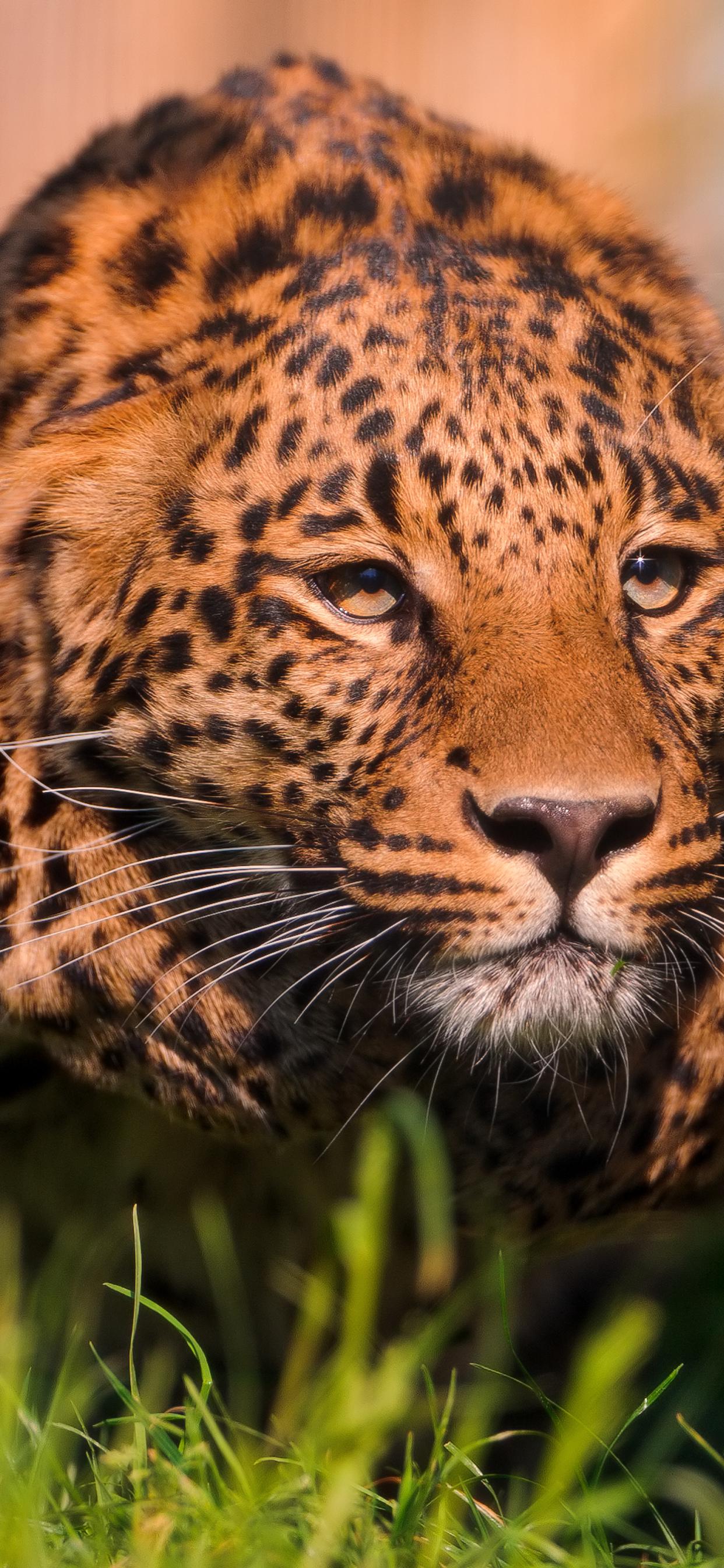 Jaguar Animal Pouncing HD