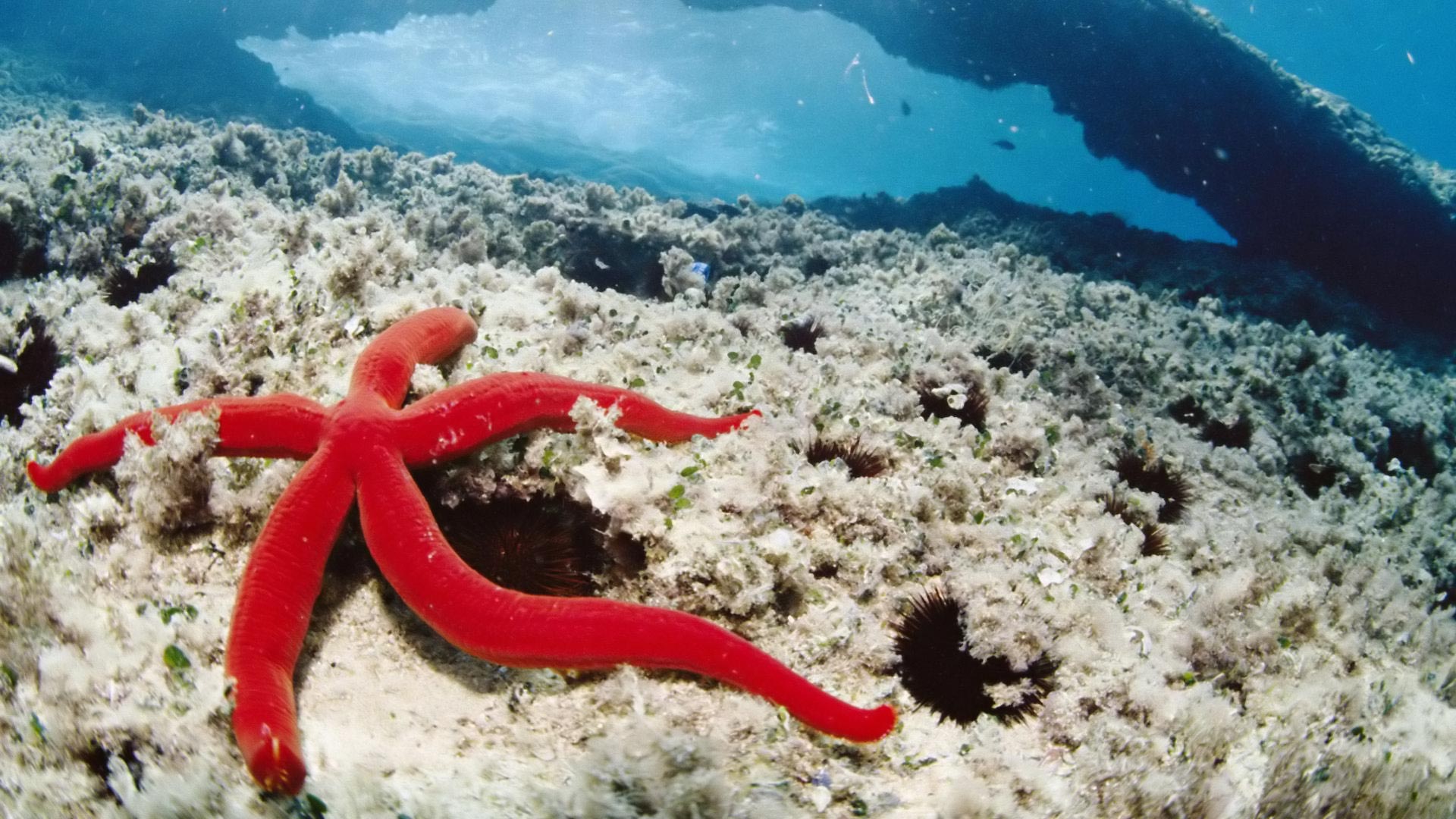 Red starfish in the middle of the ocean - HD see animals