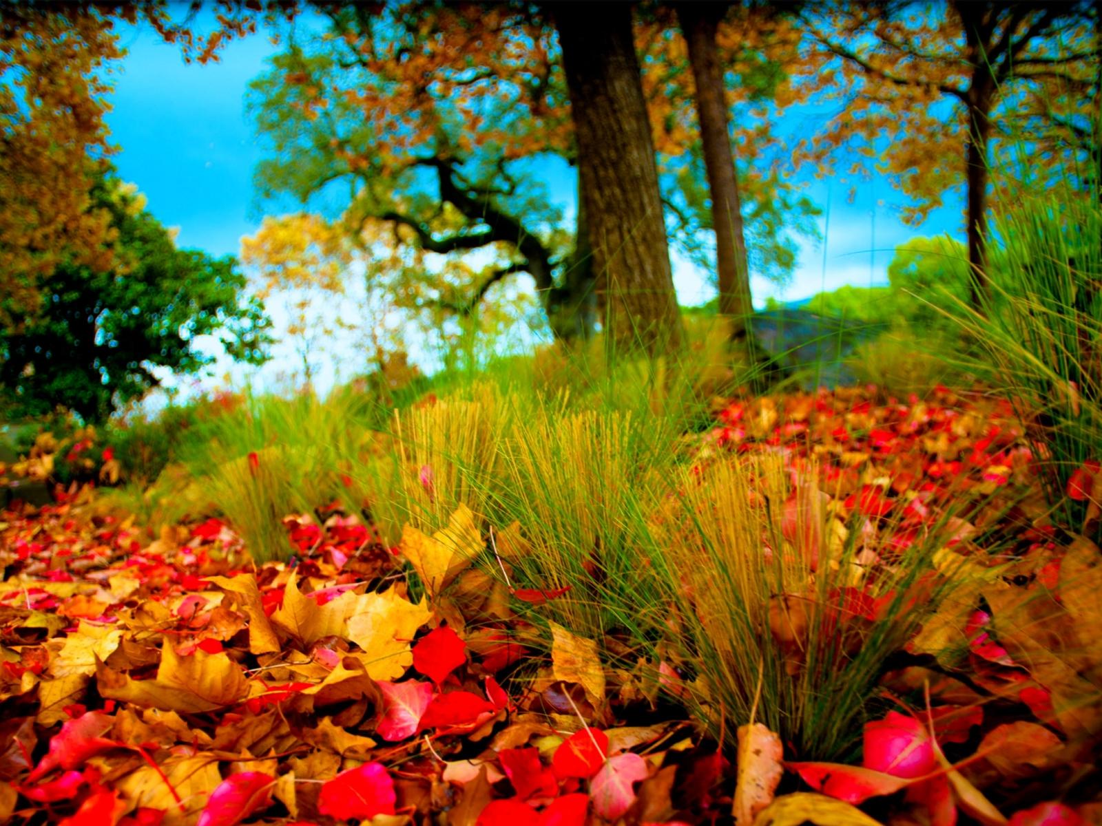Autumn leaves on the field - beautiful nature wallpaper