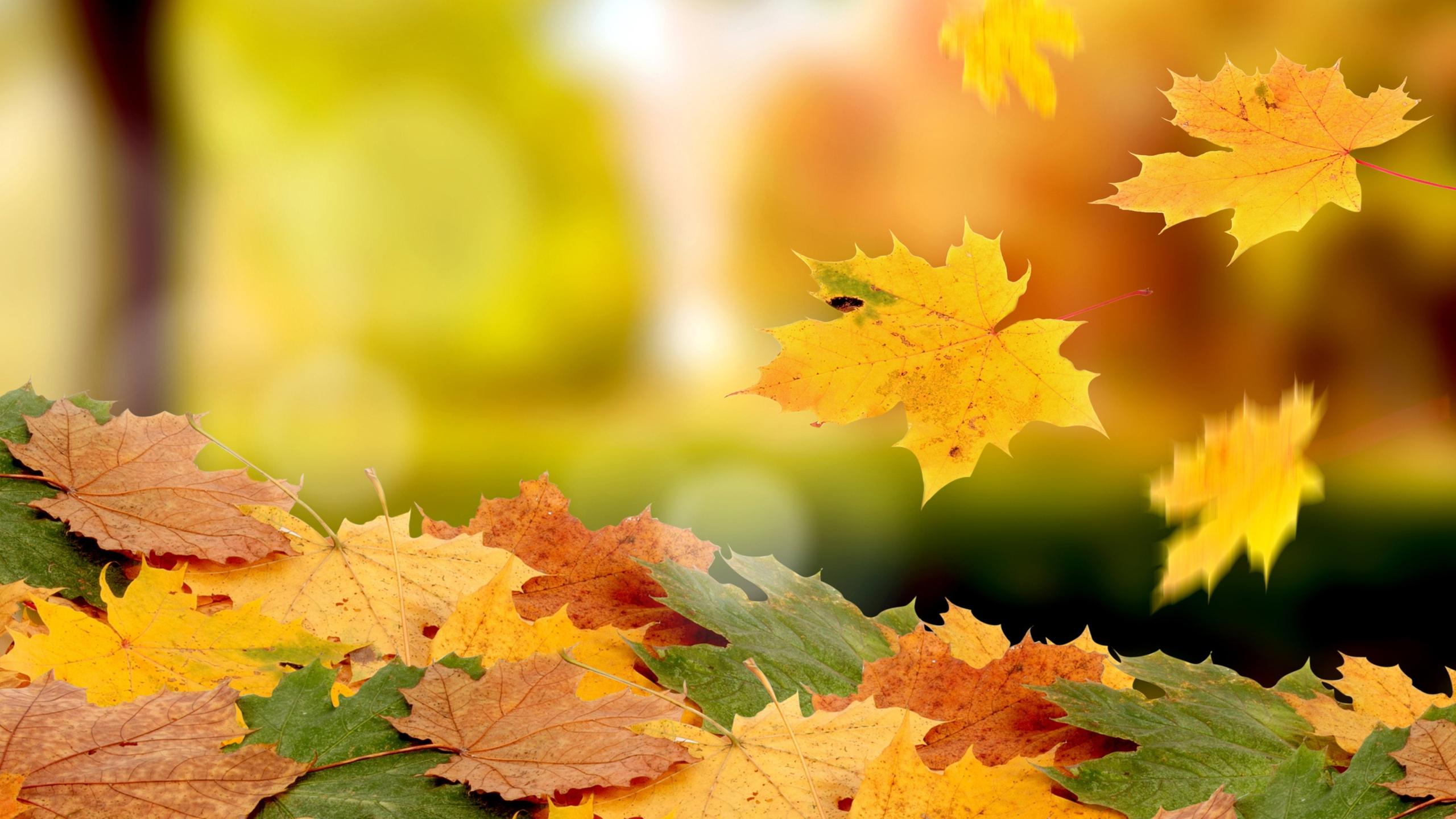 Beautiful carpet of autumn leaves - HD wallpaper