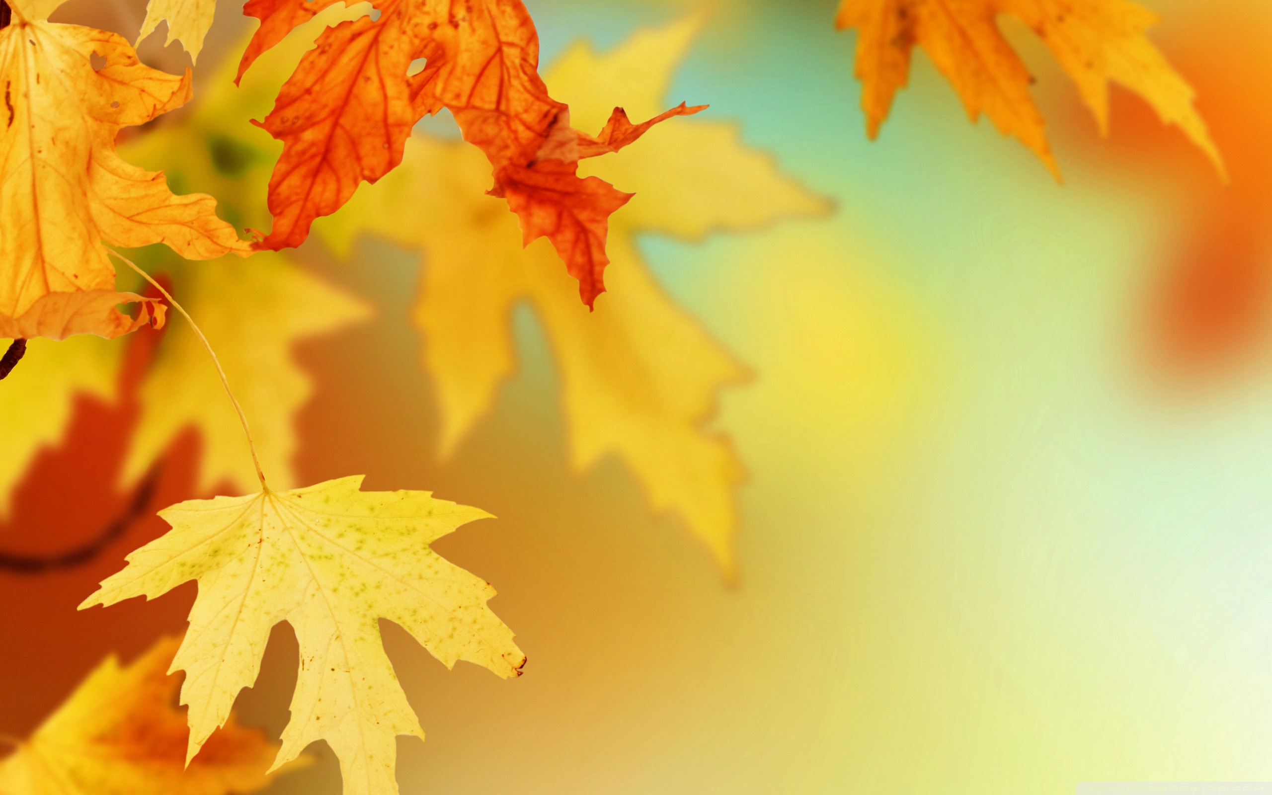 Golden leaves in this beautiful season - Autumn