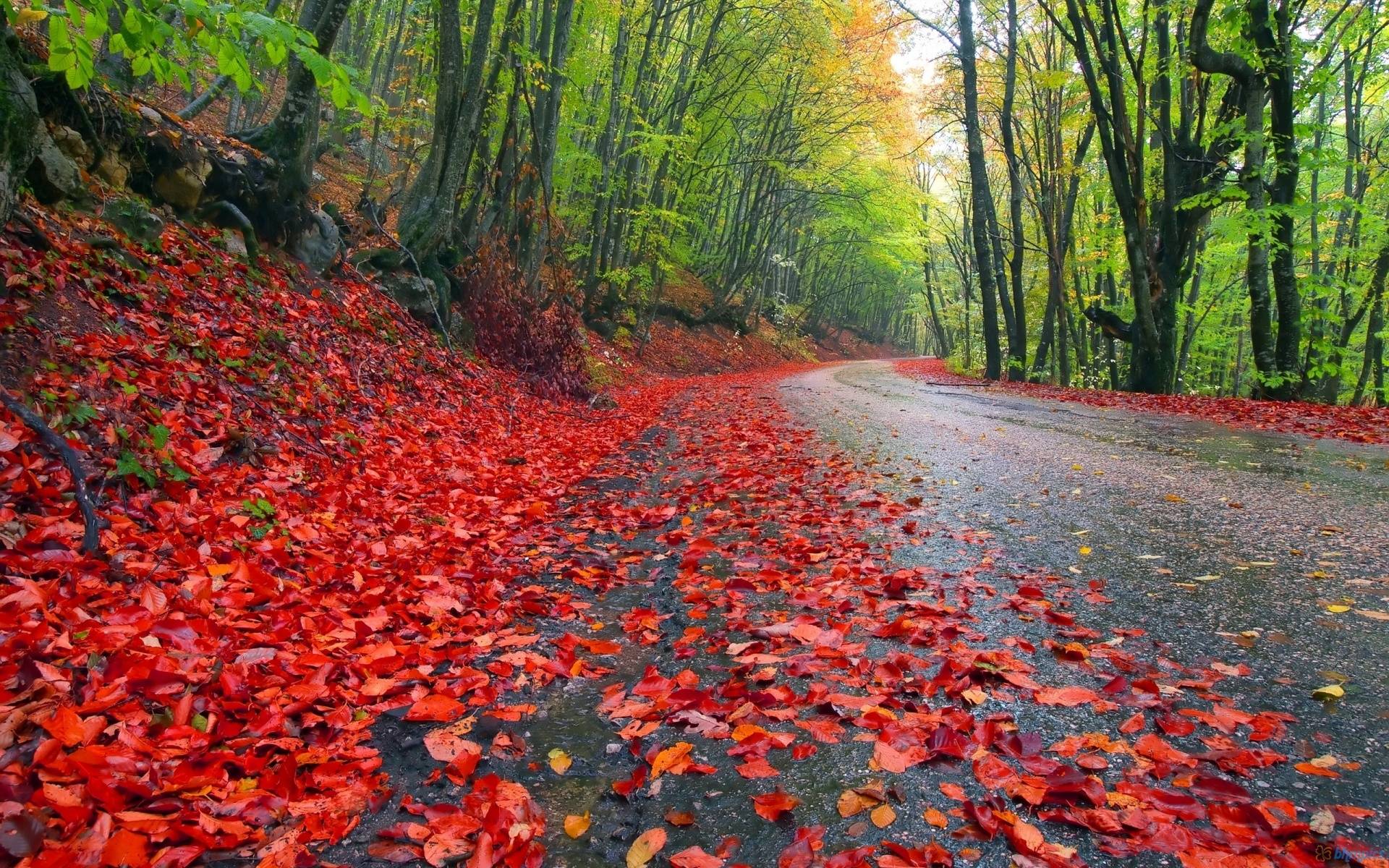 Red leaves on the road - Nature is beautiful