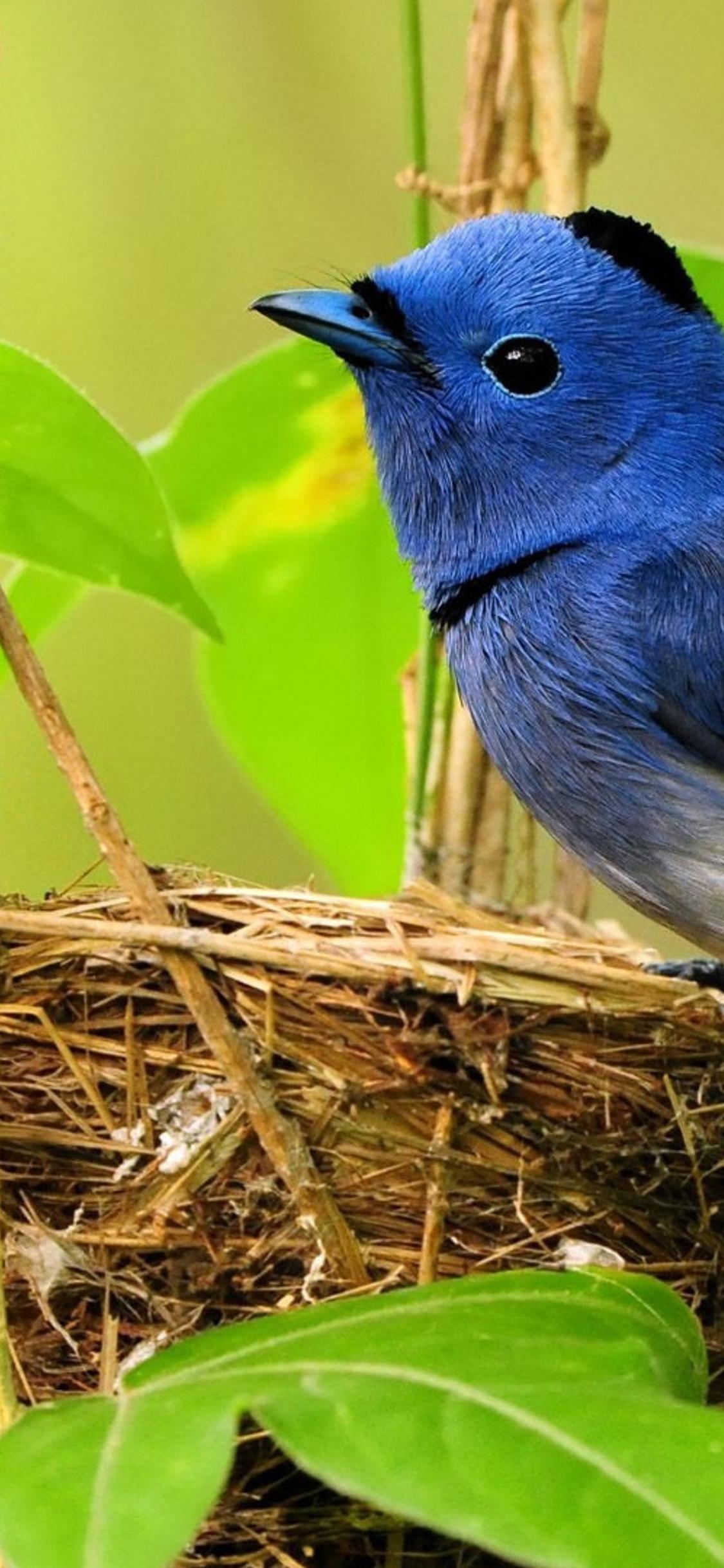 A sweet blue and white bird on nest