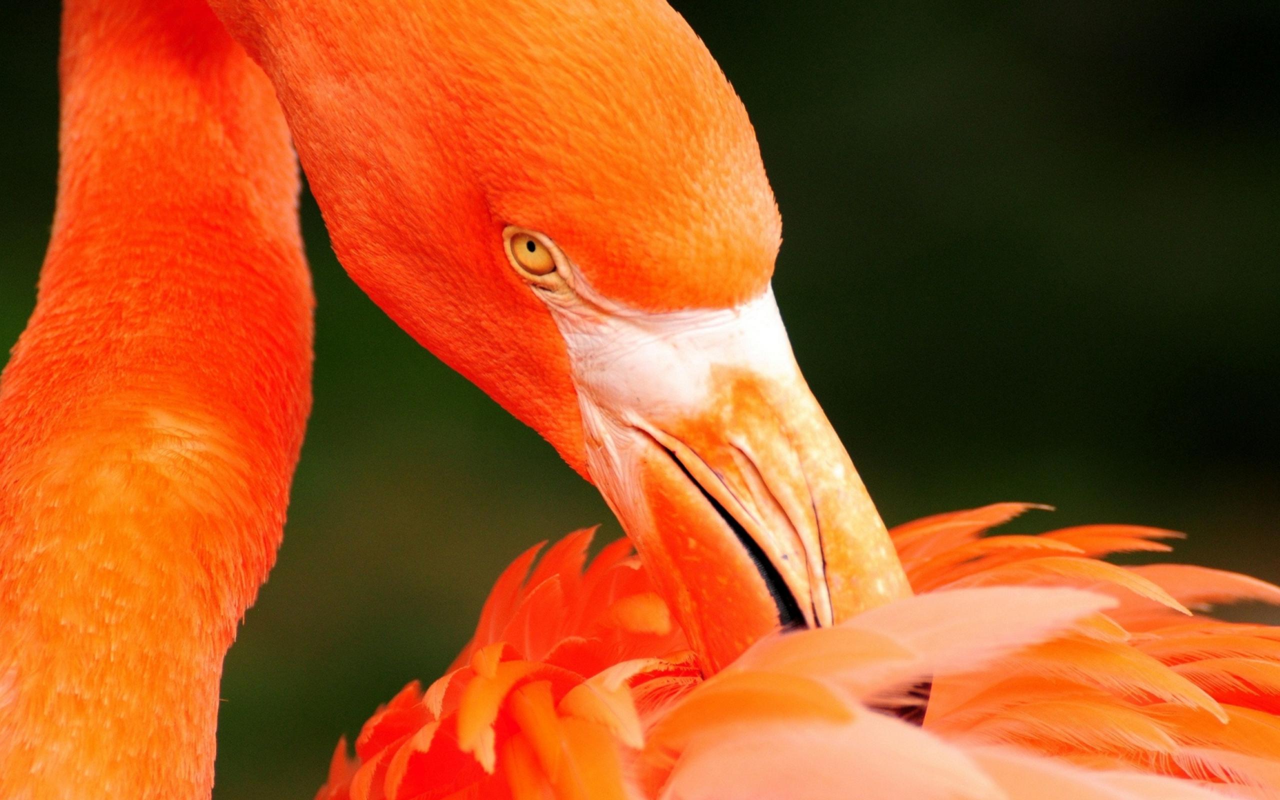 Beautiful orange flamingo bird - HD wallpaper