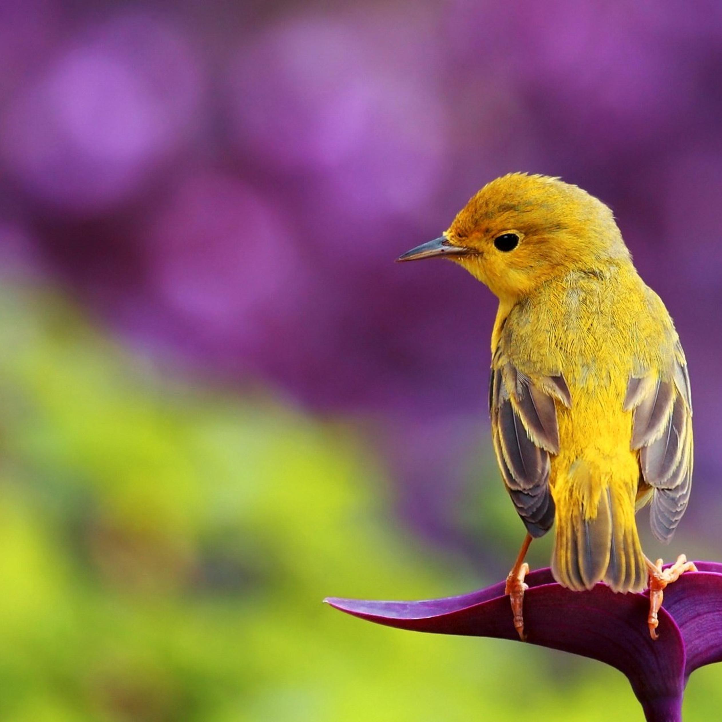 Beautiful yellow bird - HD spring wallpaper