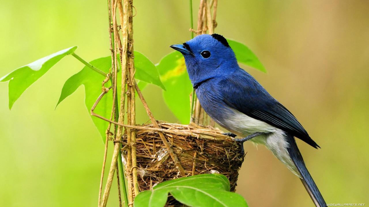 Blue bird make his own nest - HD wallpaper
