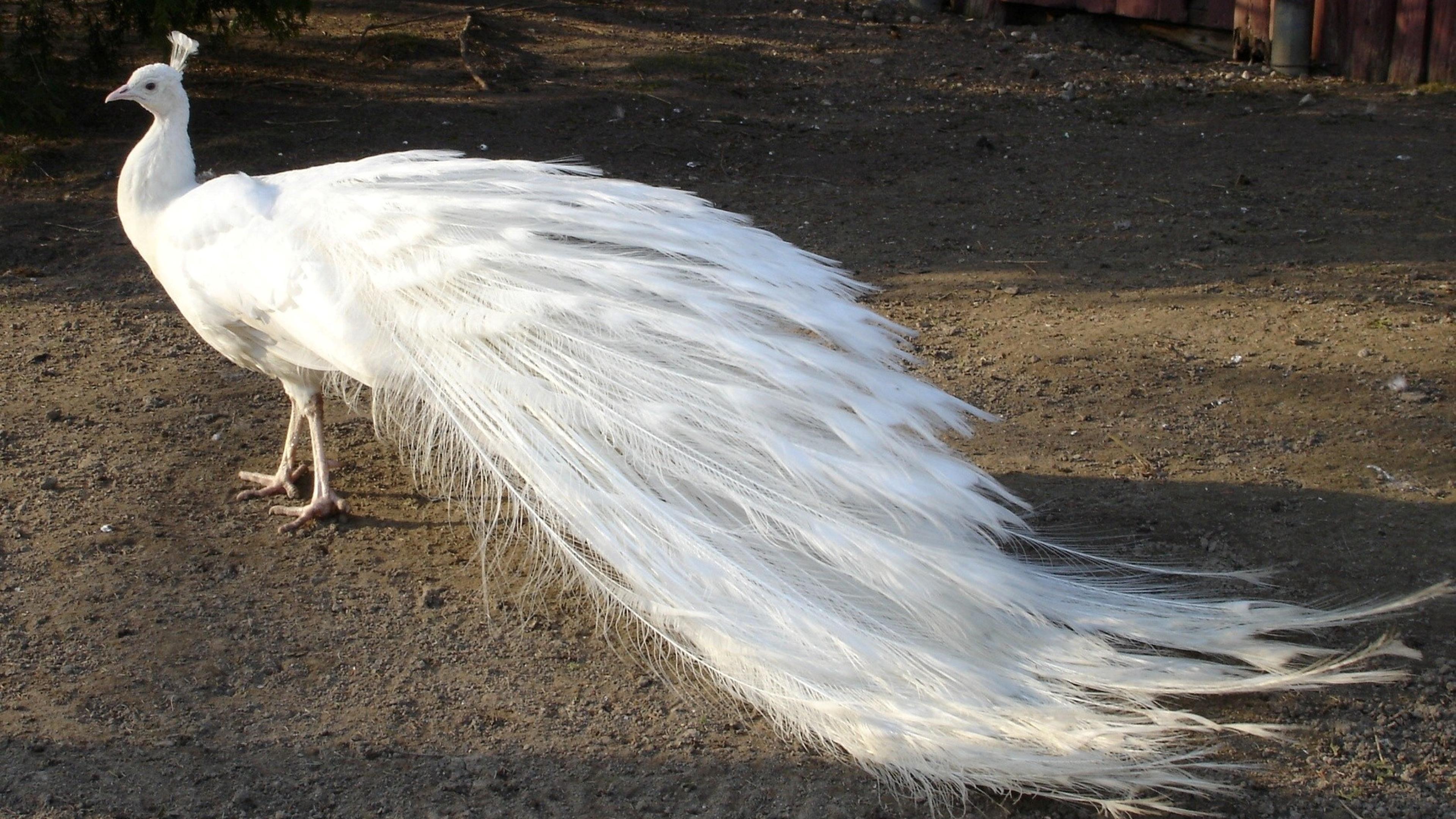 White peacock - Birds image