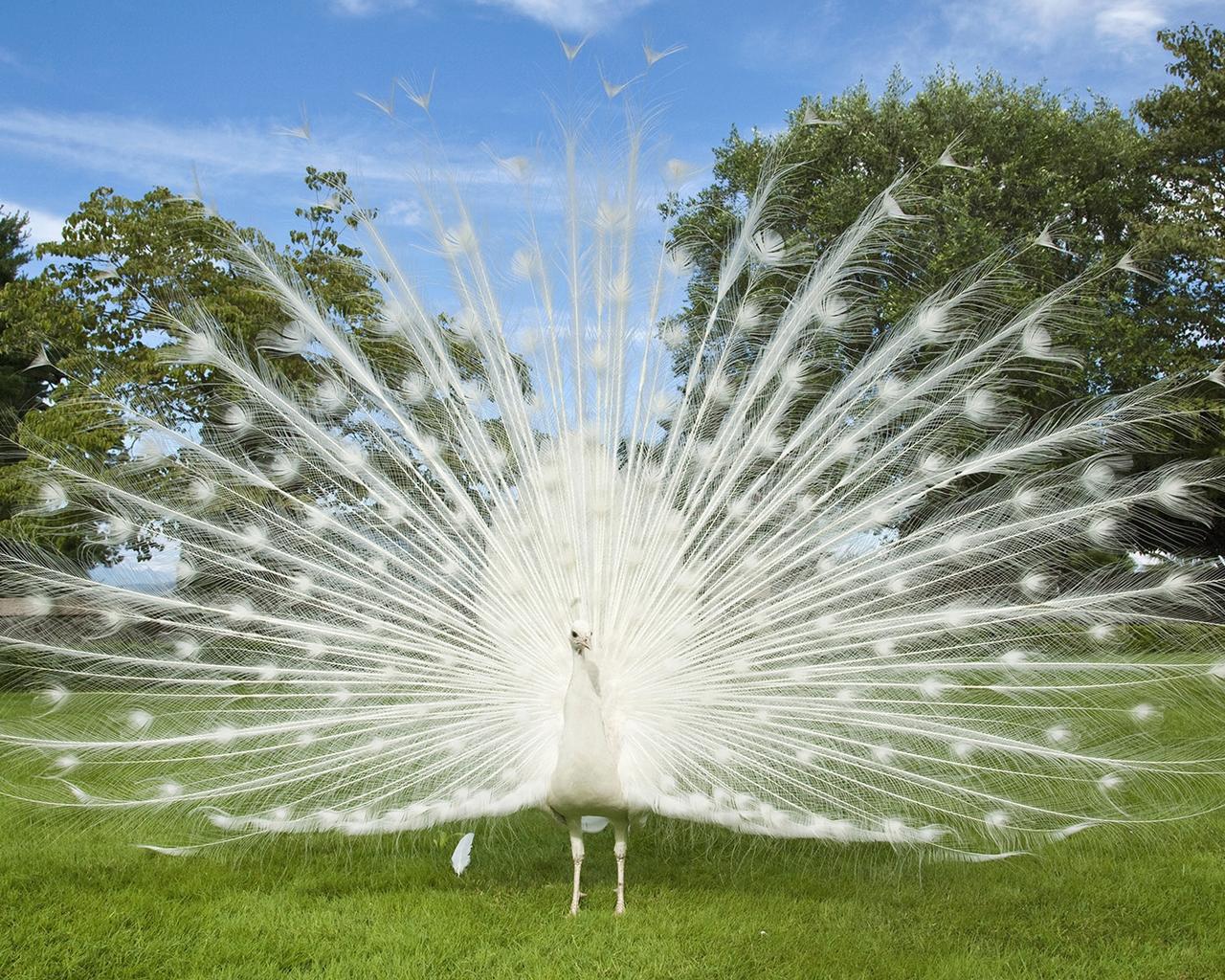 White peacock with large tail like a fan on the grass
