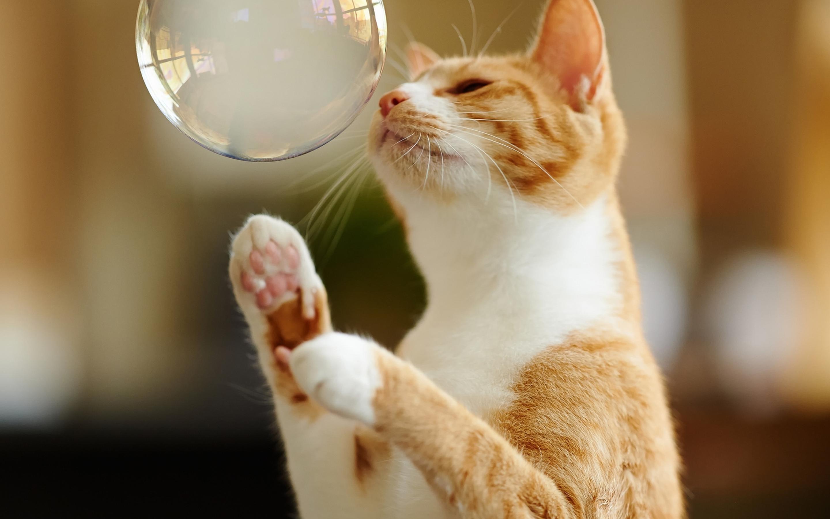 Веселые котята играть. Смешной кот. Радостный кот. Котик и мыльные пузыри. Мыльные пузыри для кошек.