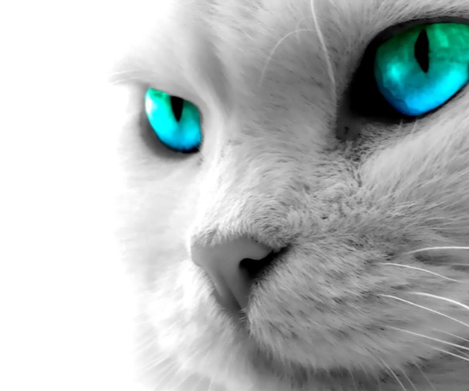 Beautiful cat with blue digital eye - HD wallpaper