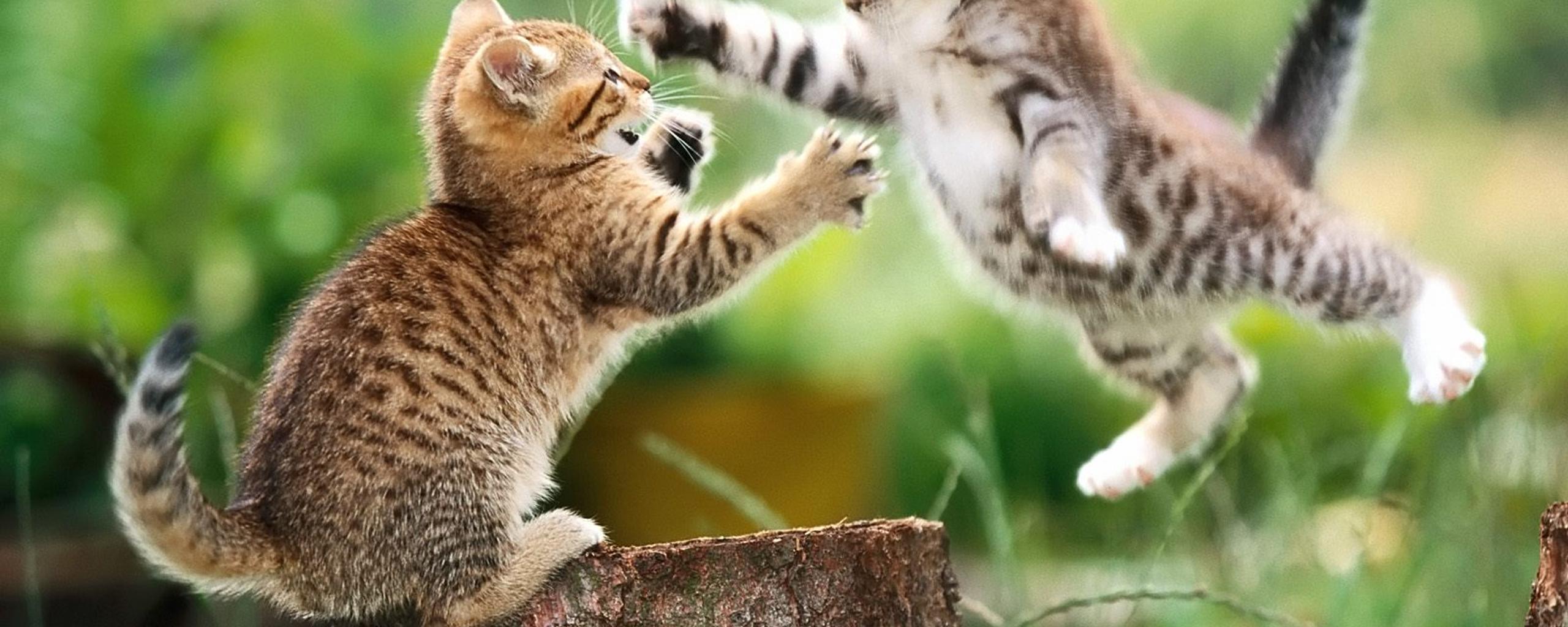 Fight between two sweet little cats - HD wallpaper