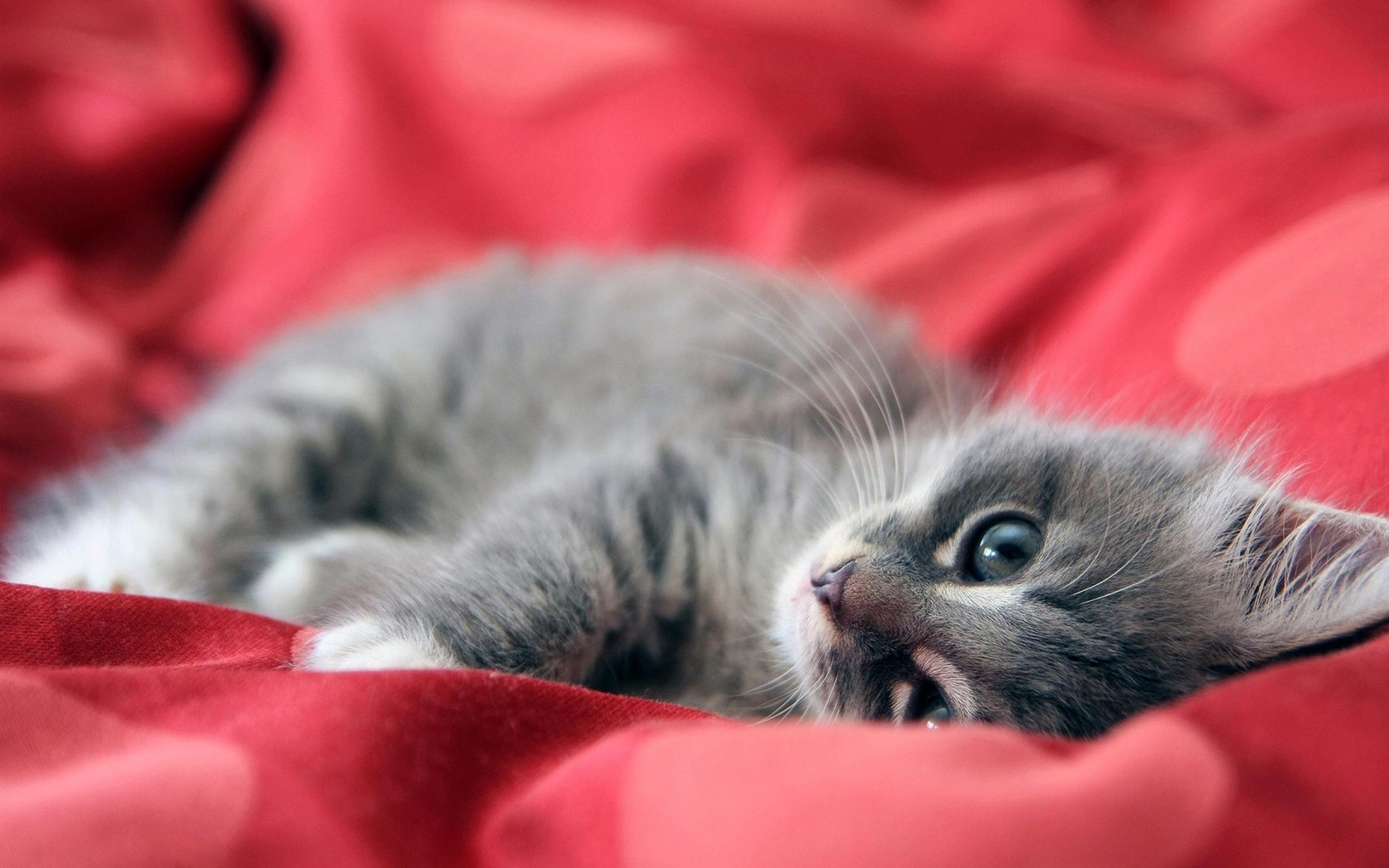Gray kitten in a red bed - Sweet kitten