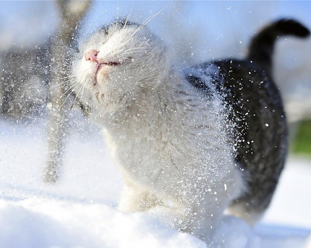 Sweet cat play in the snow - HD wonderful animal wallpaper