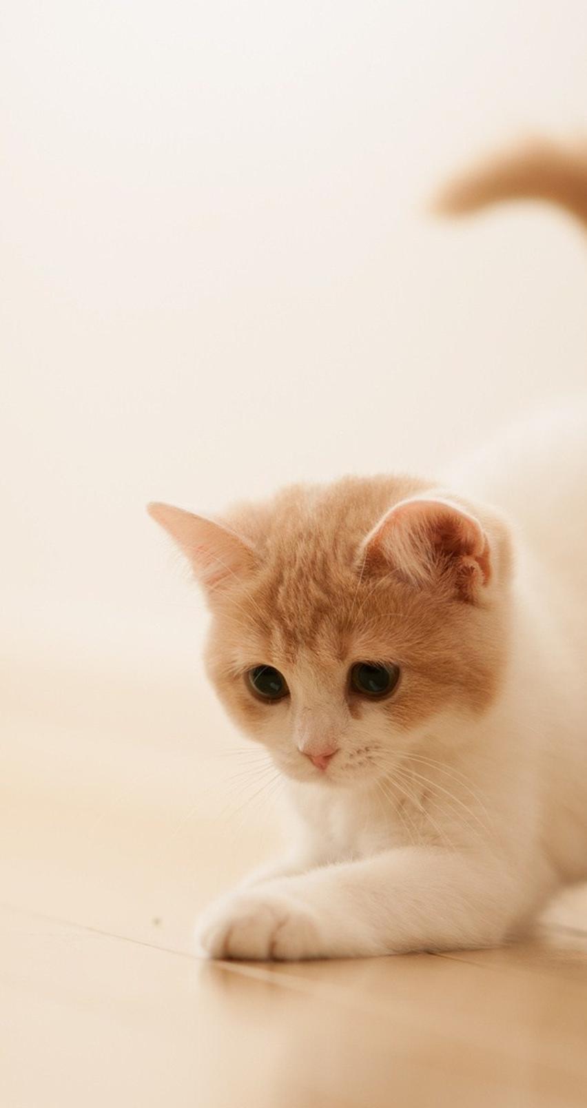 Sweet little cat - cute animal wallpaper