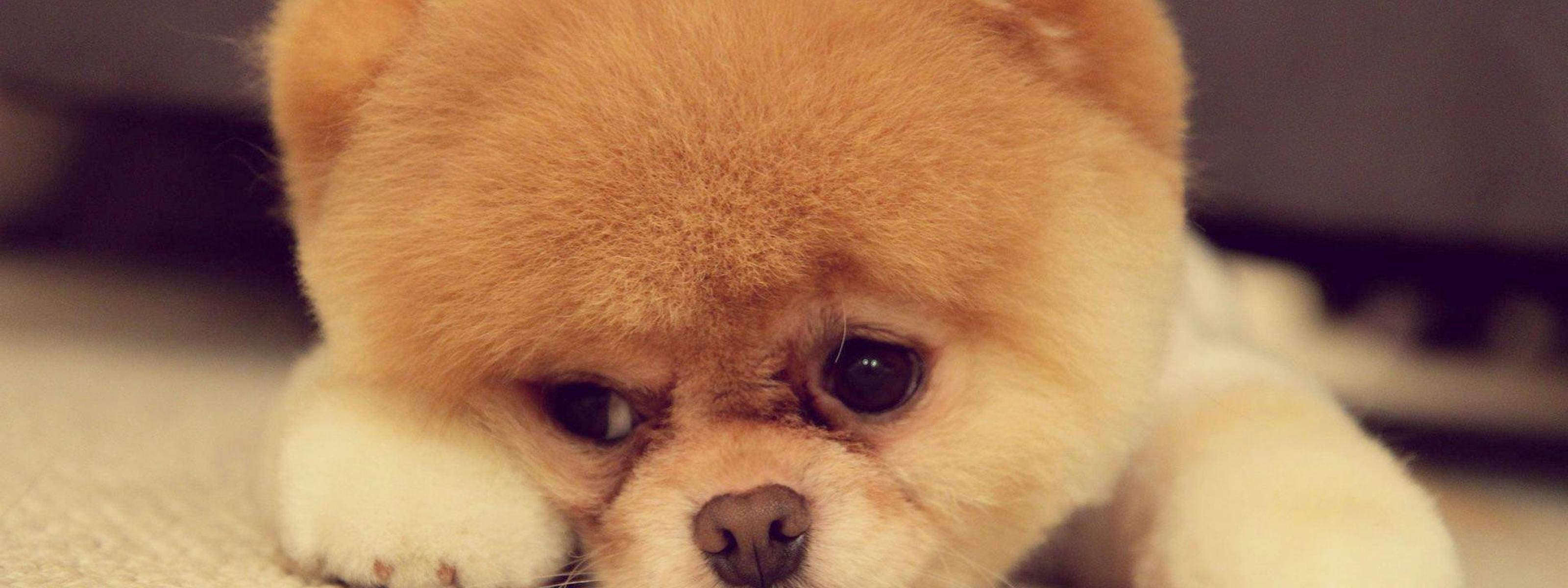 Cute dog face - HD fluffy wallpaper
