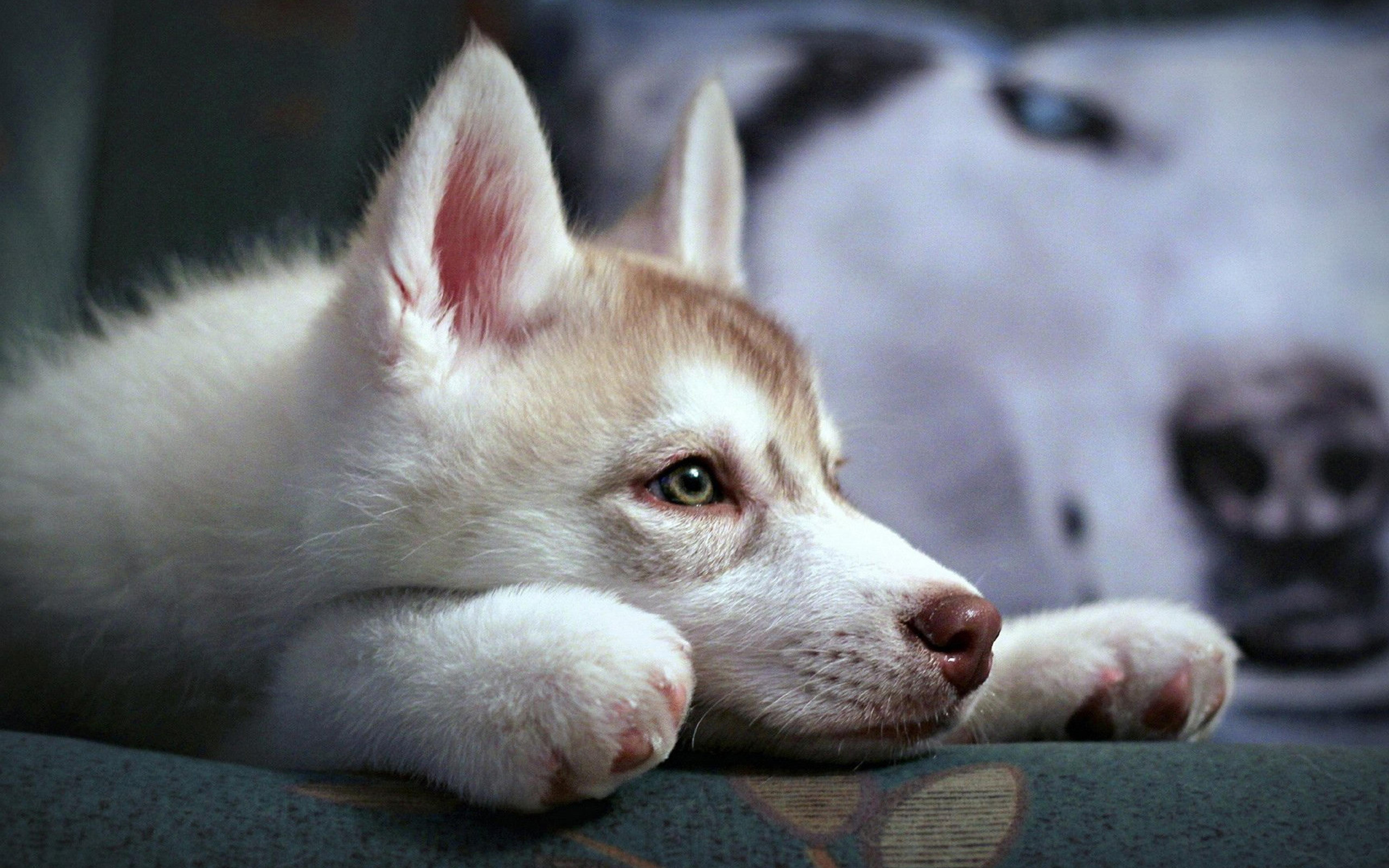 Cute Husky Puppy - White dog wallpaper
