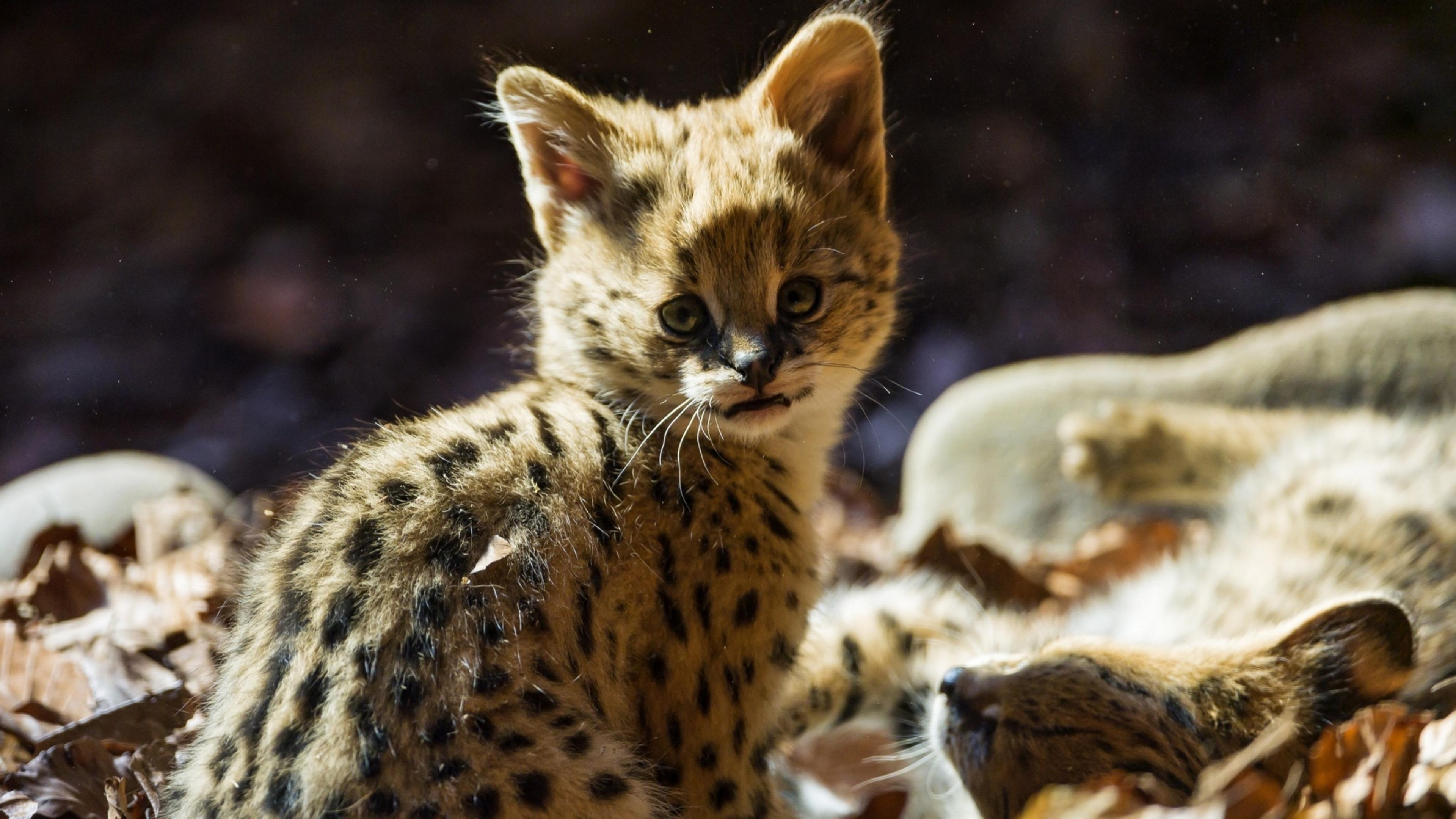 A cute baby jaguar - Wild animal Wallpaper Download 3840x2160