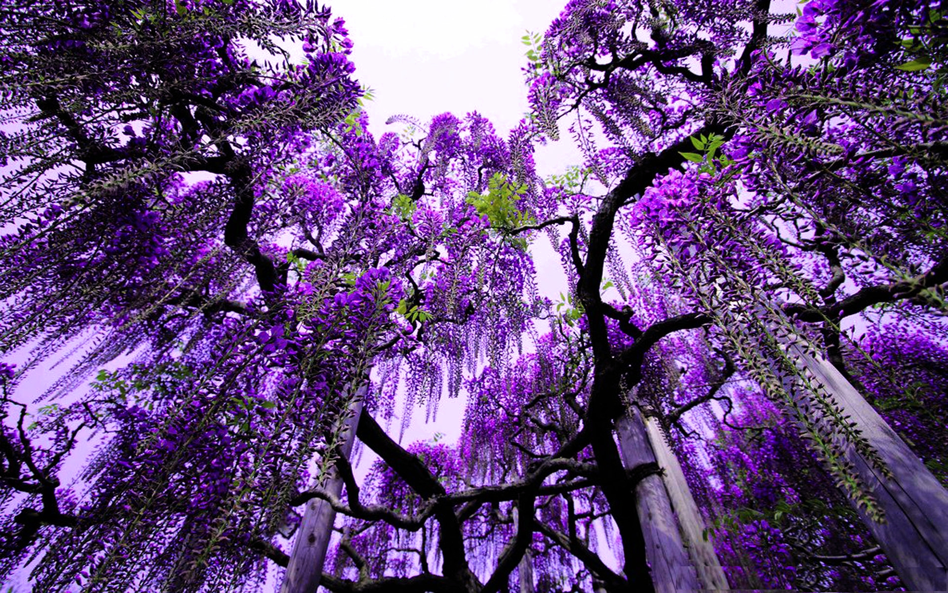 Purple flowers in the trees - Abstract wallpaper